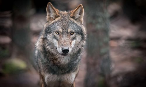Les Loups du Gevaudan