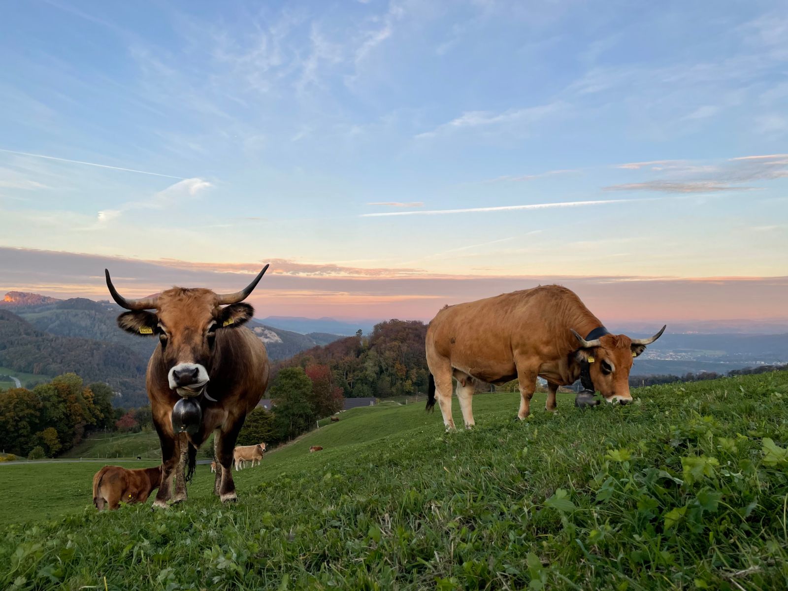 Vaches Aubrac