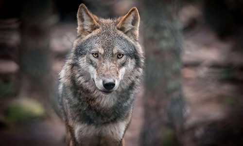 Les Loups du Gevaudan